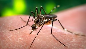 डेंगू बुखार के लक्षण व उपचार
